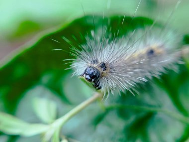 Tırtıl, doğal bir çevrede, bahçedeki bir ağacın yaprakları üzerinde yaşar..