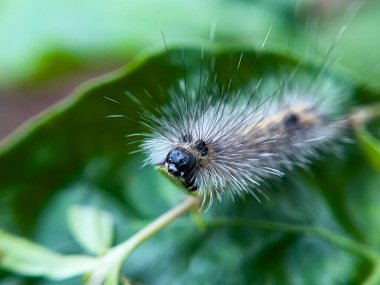 Tırtıl, doğal bir çevrede, bahçedeki bir ağacın yaprakları üzerinde yaşar..