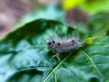 Tırtıl, doğal bir çevrede, bahçedeki bir ağacın yaprakları üzerinde yaşar..