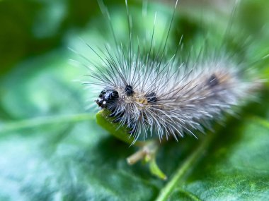 Tırtıl, doğal bir çevrede, bahçedeki bir ağacın yaprakları üzerinde yaşar..