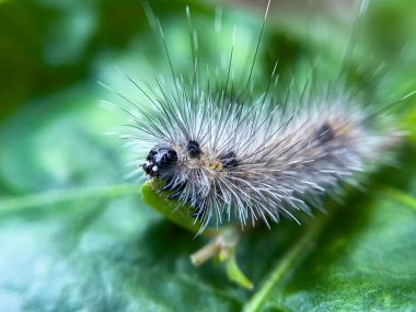 Tırtıl, doğal bir çevrede, bahçedeki bir ağacın yaprakları üzerinde yaşar..