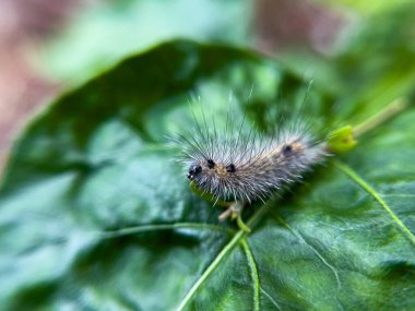 Tırtıl, doğal bir çevrede, bahçedeki bir ağacın yaprakları üzerinde yaşar..
