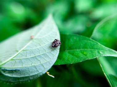 Holcostethus albipes, bahçedeki bitki yapraklarında bulunan ve Achilidae familyasına ait bir bitki emici türdür.