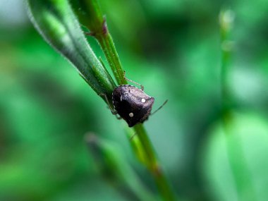 Holcostethus albipes, Holcostethus albipes familyasından Pentatomidae familyasından bir böcek türü.