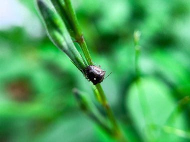 Holcostethus albipes, Holcostethus albipes familyasından Pentatomidae familyasından bir böcek türü.