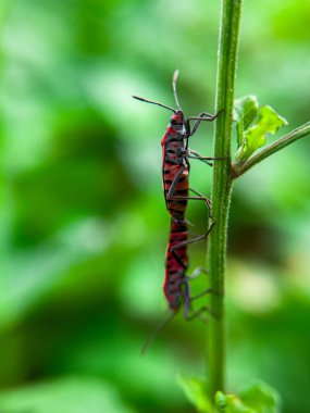 Geniş Milkweed böceği (İngilizce: Common Milkweed Bug, Oncopeltus fasciatus), Kuzey Amerika 'nın çeşitli bölgelerinde bulunan bir böcek türü.