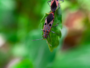 Geniş Milkweed böceği (İngilizce: Common Milkweed Bug, Oncopeltus fasciatus), Kuzey Amerika 'nın çeşitli bölgelerinde bulunan bir böcek türü.