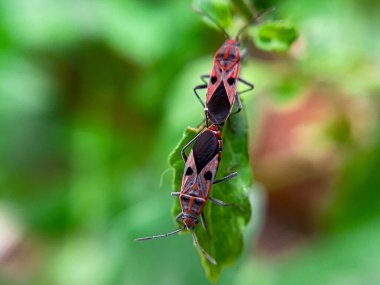 Geniş Milkweed böceği (İngilizce: Common Milkweed Bug, Oncopeltus fasciatus), Kuzey Amerika 'nın çeşitli bölgelerinde bulunan bir böcek türü.