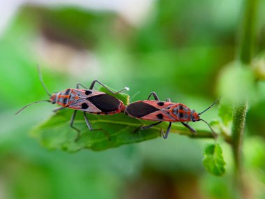 Geniş Milkweed böceği (İngilizce: Common Milkweed Bug, Oncopeltus fasciatus), Kuzey Amerika 'nın çeşitli bölgelerinde bulunan bir böcek türü.