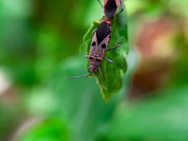 Geniş Milkweed böceği (İngilizce: Common Milkweed Bug, Oncopeltus fasciatus), Kuzey Amerika 'nın çeşitli bölgelerinde bulunan bir böcek türü.