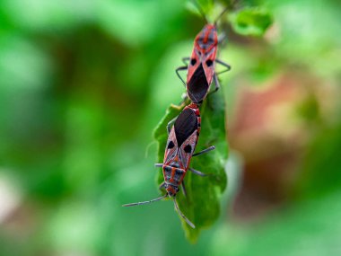 Geniş Milkweed böceği (İngilizce: Common Milkweed Bug, Oncopeltus fasciatus), Kuzey Amerika 'nın çeşitli bölgelerinde bulunan bir böcek türü.