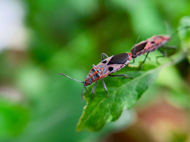 Geniş Milkweed böceği (İngilizce: Common Milkweed Bug, Oncopeltus fasciatus), Kuzey Amerika 'nın çeşitli bölgelerinde bulunan bir böcek türü.