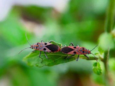 Geniş Milkweed böceği (İngilizce: Common Milkweed Bug, Oncopeltus fasciatus), Kuzey Amerika 'nın çeşitli bölgelerinde bulunan bir böcek türü.