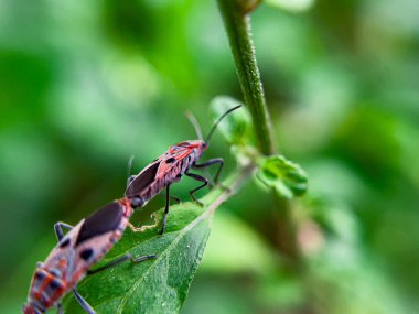 Geniş Milkweed böceği (İngilizce: Common Milkweed Bug, Oncopeltus fasciatus), Kuzey Amerika 'nın çeşitli bölgelerinde bulunan bir böcek türü.