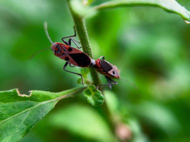 Geniş Milkweed böceği (İngilizce: Common Milkweed Bug, Oncopeltus fasciatus), Kuzey Amerika 'nın çeşitli bölgelerinde bulunan bir böcek türü.