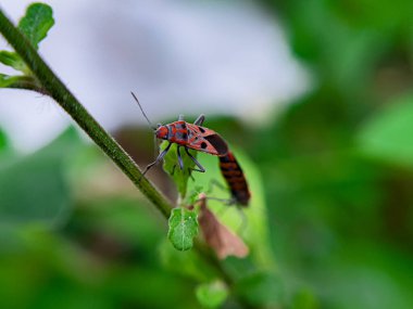 Geniş Milkweed böceği (İngilizce: Common Milkweed Bug, Oncopeltus fasciatus), Kuzey Amerika 'nın çeşitli bölgelerinde bulunan bir böcek türü.