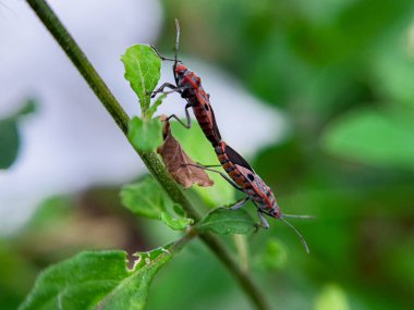 Geniş Milkweed böceği (İngilizce: Common Milkweed Bug, Oncopeltus fasciatus), Kuzey Amerika 'nın çeşitli bölgelerinde bulunan bir böcek türü.