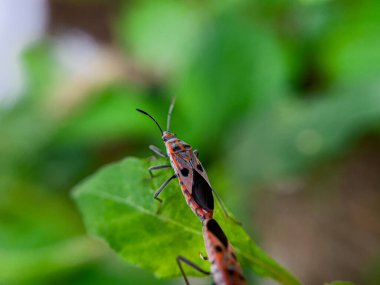 Geniş Milkweed böceği (İngilizce: Common Milkweed Bug, Oncopeltus fasciatus), Kuzey Amerika 'nın çeşitli bölgelerinde bulunan bir böcek türü.