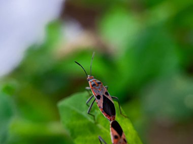 Geniş Milkweed böceği (İngilizce: Common Milkweed Bug, Oncopeltus fasciatus), Kuzey Amerika 'nın çeşitli bölgelerinde bulunan bir böcek türü.