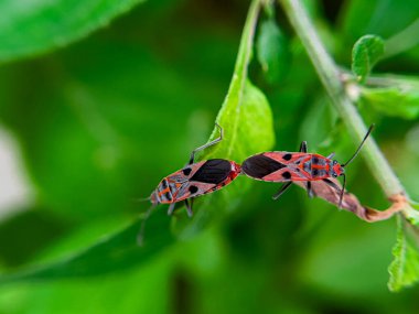 Geniş Milkweed böceği (İngilizce: Common Milkweed Bug, Oncopeltus fasciatus), Kuzey Amerika 'nın çeşitli bölgelerinde bulunan bir böcek türü.
