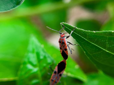 Geniş Milkweed böceği (İngilizce: Common Milkweed Bug, Oncopeltus fasciatus), Kuzey Amerika 'nın çeşitli bölgelerinde bulunan bir böcek türü.