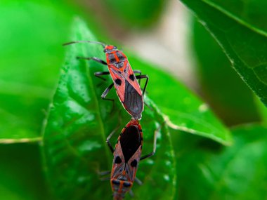 Geniş Milkweed böceği (İngilizce: Common Milkweed Bug, Oncopeltus fasciatus), Kuzey Amerika 'nın çeşitli bölgelerinde bulunan bir böcek türü.