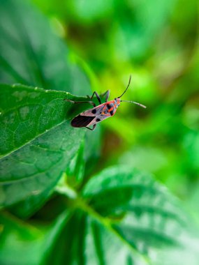 Geniş Milkweed böceği (İngilizce: Common Milkweed Bug, Oncopeltus fasciatus), Kuzey Amerika 'nın çeşitli bölgelerinde bulunan bir böcek türü.