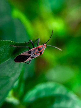 Geniş Milkweed böceği (İngilizce: Common Milkweed Bug, Oncopeltus fasciatus), Kuzey Amerika 'nın çeşitli bölgelerinde bulunan bir böcek türü.