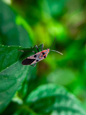 Geniş Milkweed böceği (İngilizce: Common Milkweed Bug, Oncopeltus fasciatus), Kuzey Amerika 'nın çeşitli bölgelerinde bulunan bir böcek türü.