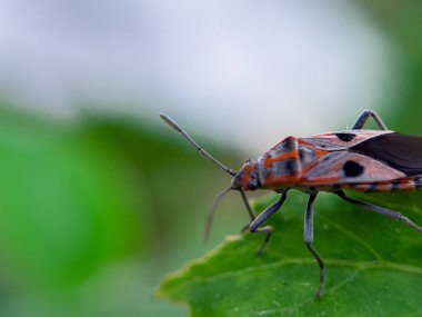 Geniş Milkweed böceği (İngilizce: Common Milkweed Bug, Oncopeltus fasciatus), Kuzey Amerika 'nın çeşitli bölgelerinde bulunan bir böcek türü.