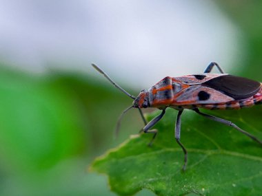 Geniş Milkweed böceği (İngilizce: Common Milkweed Bug, Oncopeltus fasciatus), Kuzey Amerika 'nın çeşitli bölgelerinde bulunan bir böcek türü.