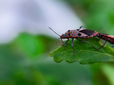 Geniş Milkweed böceği (İngilizce: Common Milkweed Bug, Oncopeltus fasciatus), Kuzey Amerika 'nın çeşitli bölgelerinde bulunan bir böcek türü.