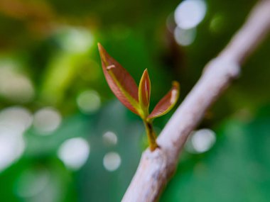 Guava ağacından yeni bir çekim doğuyor, yeni bir hayat getiriyor..