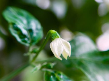 Kırmızı biberin beyaz çiçeği sapından aşağı sarkıyor.