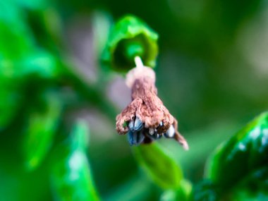 Solmuş kırmızı biber çiçekleri bahçede kahverengimsi renktedir.