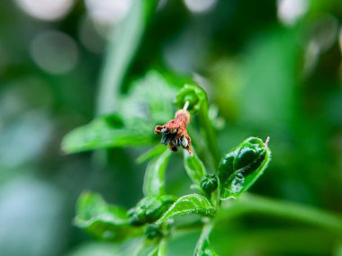 Solmuş kırmızı biber çiçekleri bahçede kahverengimsi renktedir.