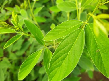 Okuyucuların beş duyusuna (görme, işitme, tatma, dokunma ve koklama) hitap eden spesifik detaylar, sahnelerinizi canlandıracak ve onları daha zengin ve daha ilginç hissettirecek.