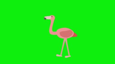 Pembe flamingo kuşunun 2D animasyon karakteri su birikintisinde yürüyor ve doğaya bakıyor. Göçmen su kuşları şarkı söylüyor.