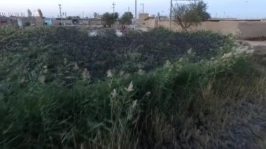Güzel bir köy göletinin sazlıklarındaki kuş sürüsü. İnsansız hava aracı görüntüleri  .