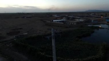 Köyün gölündeki sazlıklarda uçan siyah serçe kuşları. Elektrik telinin üzerinde oturuyor..