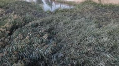 Köydeki güzel göletin sazlıklarındaki kuş sürüsü. İnsansız hava aracı görüntüleri.