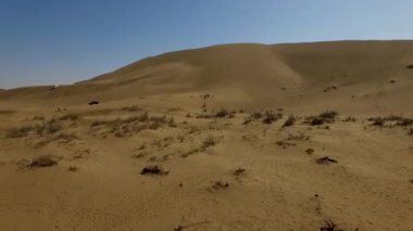 İnsanlar çölde kum tepelerinde eğleniyor. Off-road sürüşü. Develer. tırmanıyor.