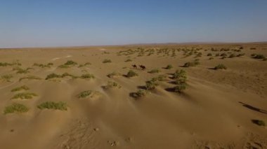 Irak 'ın kumlu çöllerinde otlayan Arap develeri.