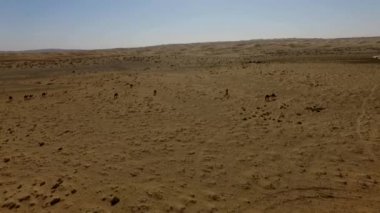 İnsanlar çölde kum tepelerinde eğleniyor. Off-road sürüşü. Develer. tırmanıyor.