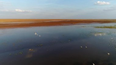 Uçsuz bucaksız sulak arazide güzel göçmen kuşlar. Uçan kuşlar. Drone ile.