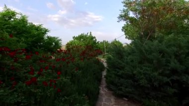 Bahçedeki güzel çiçekler