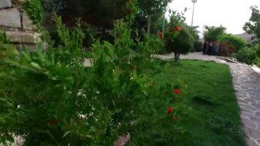 Bahçedeki güzel çiçekler