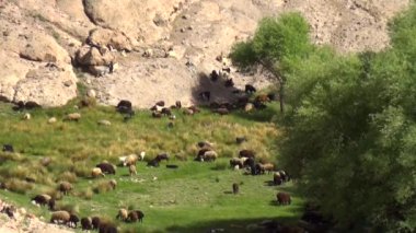Dağlarda bir koyun sürüsü