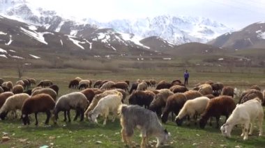 Dağlarda koyun sürüsü