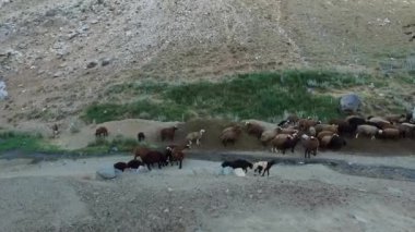 Dağlarda koyun sürüsü